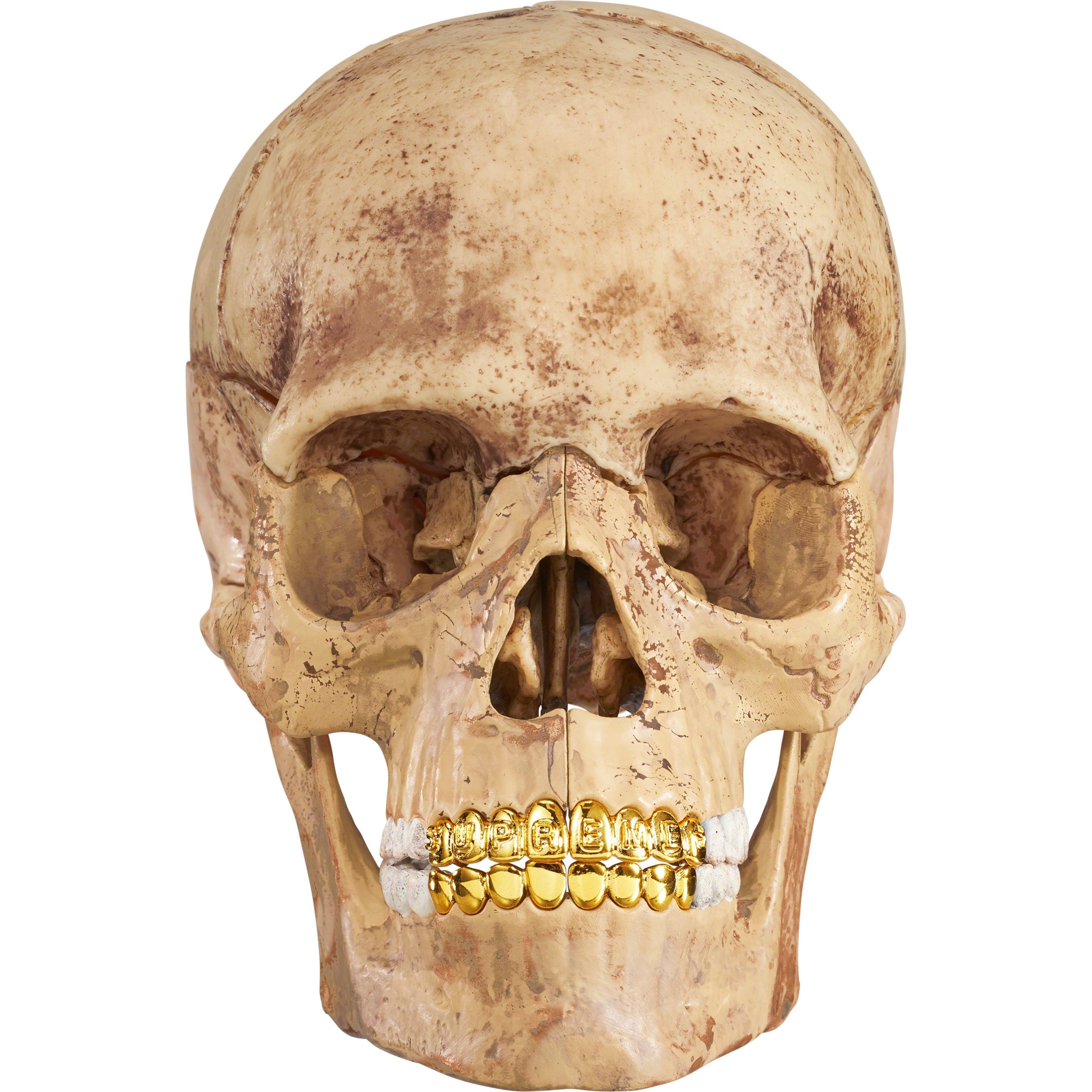 4D Model Human Skull view 13